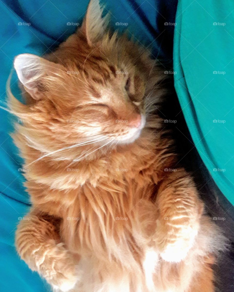 Sleeping Orange Mainecoon