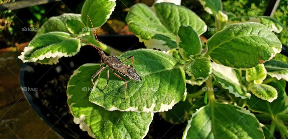 Wheel Bug on Cuban Oregano