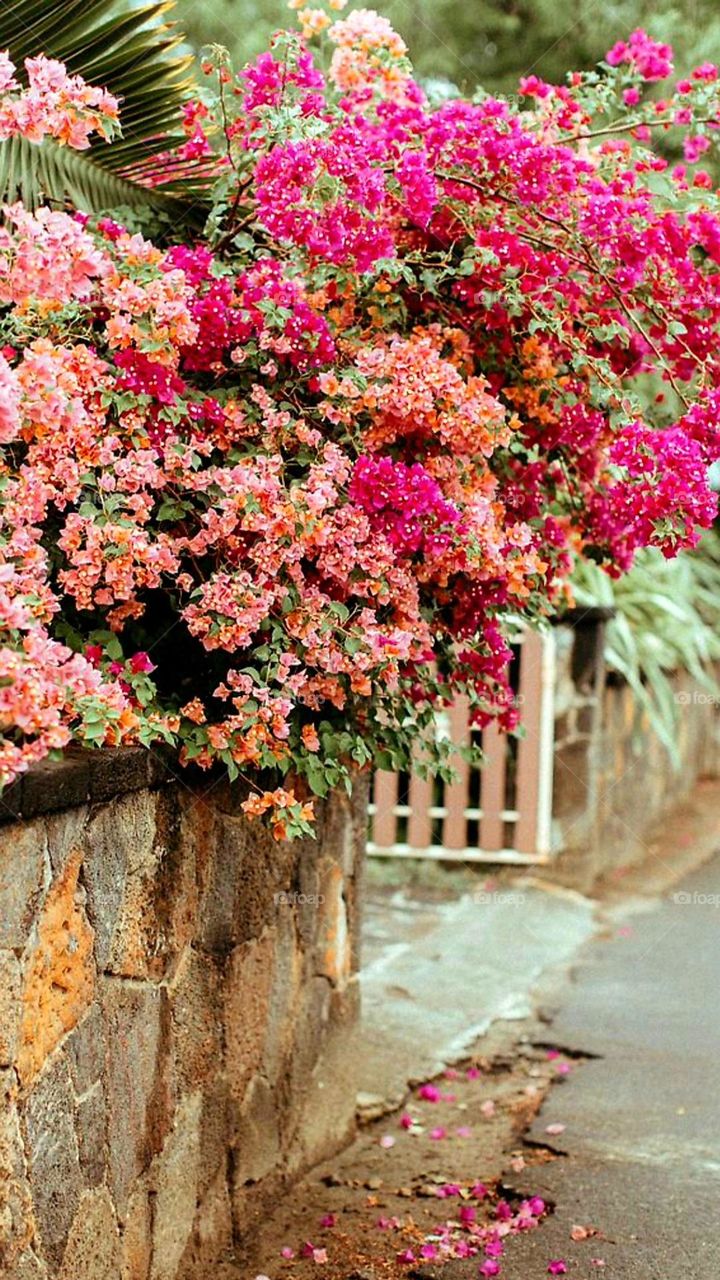 House full with flowers. Living in the city or countryside, plants should always be part of our lives. It fills our life with beautiful scenery.