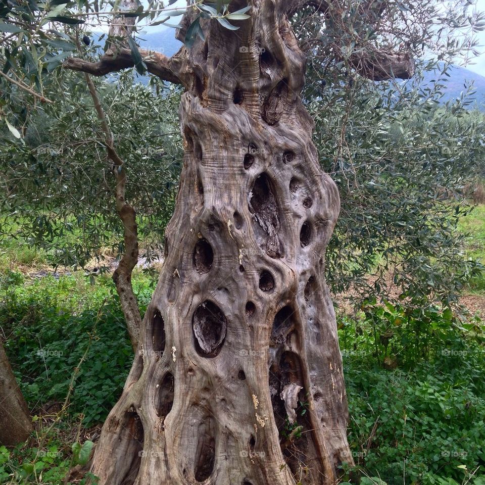 Olive tree