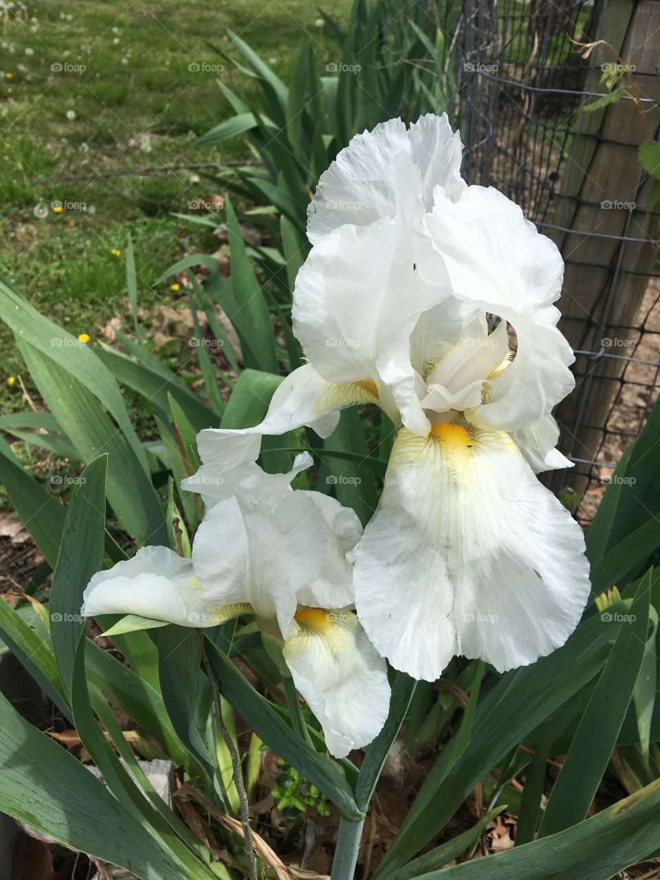 I hope everyone has a Blessed and happy Easter! May God be with you today.         