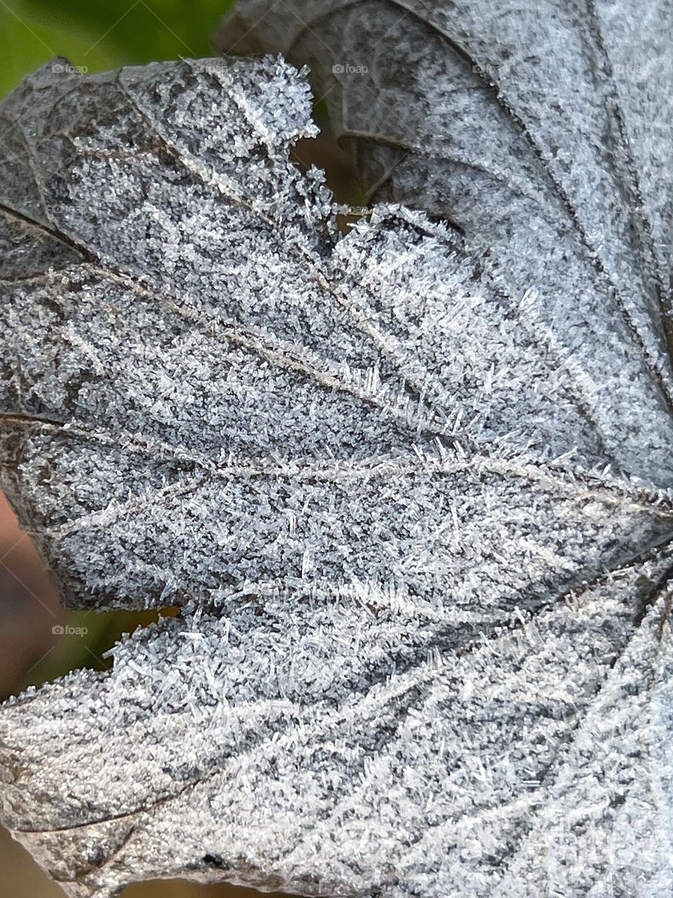Closeup on frosted veins 