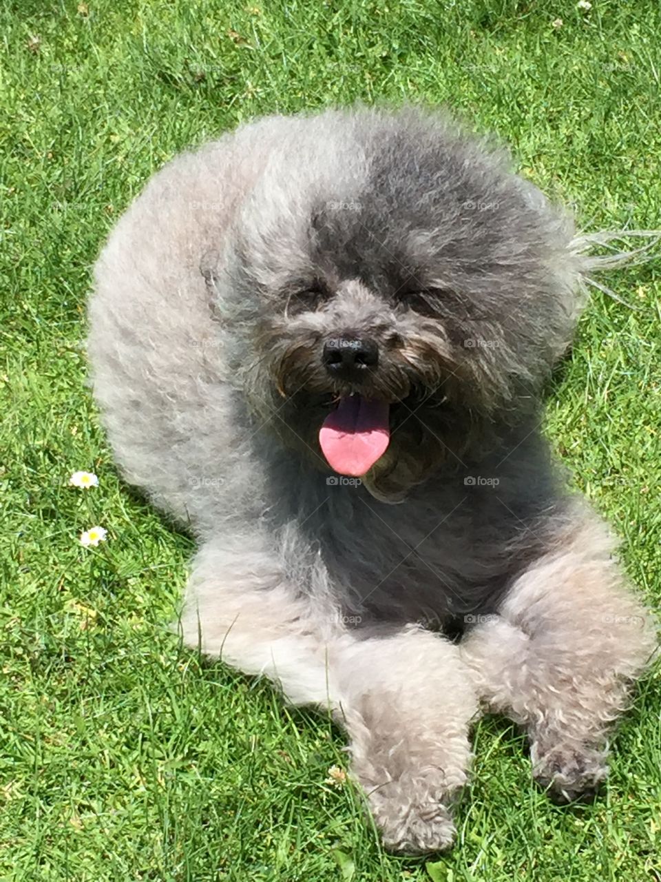 Izzy Relaxing in the Park