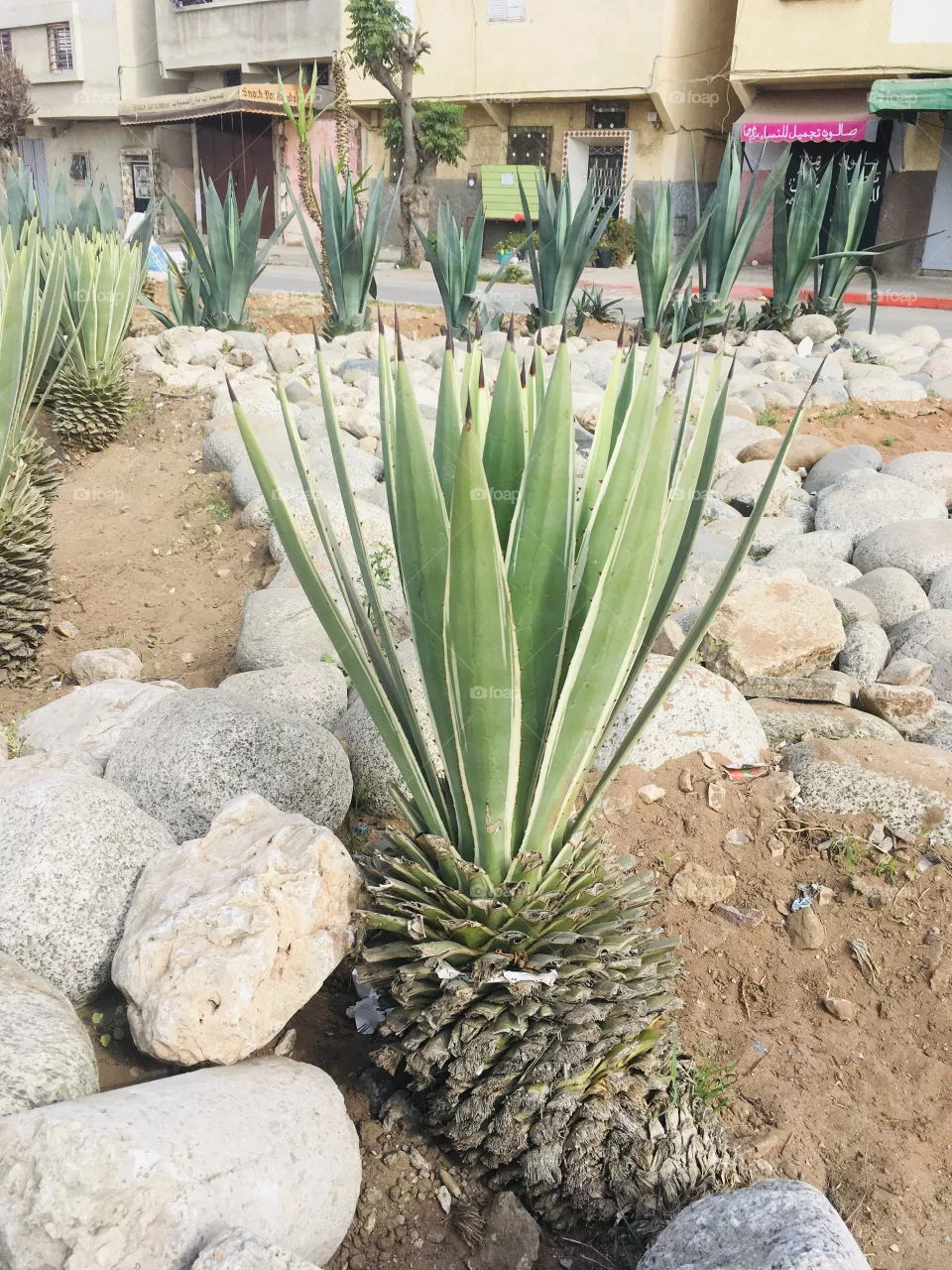 cactus