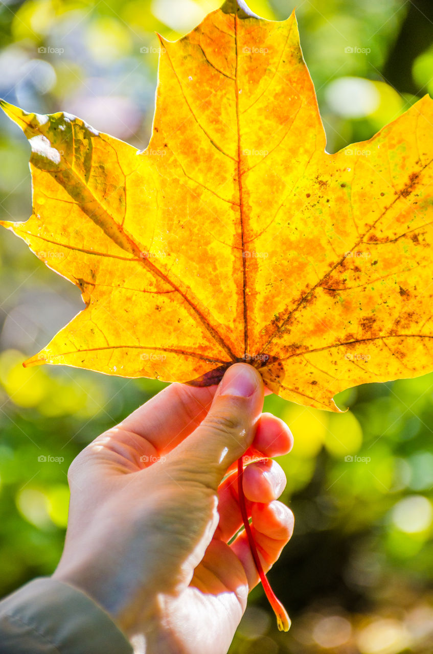 Person's hand holding autumn leaf