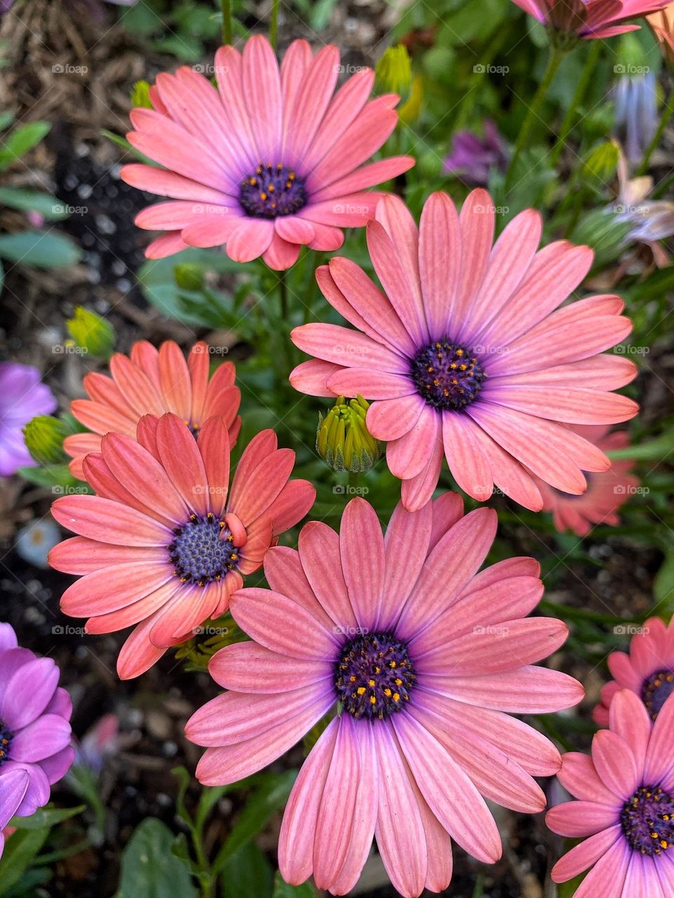 Beautiful flower blossoms of cape marguerite.