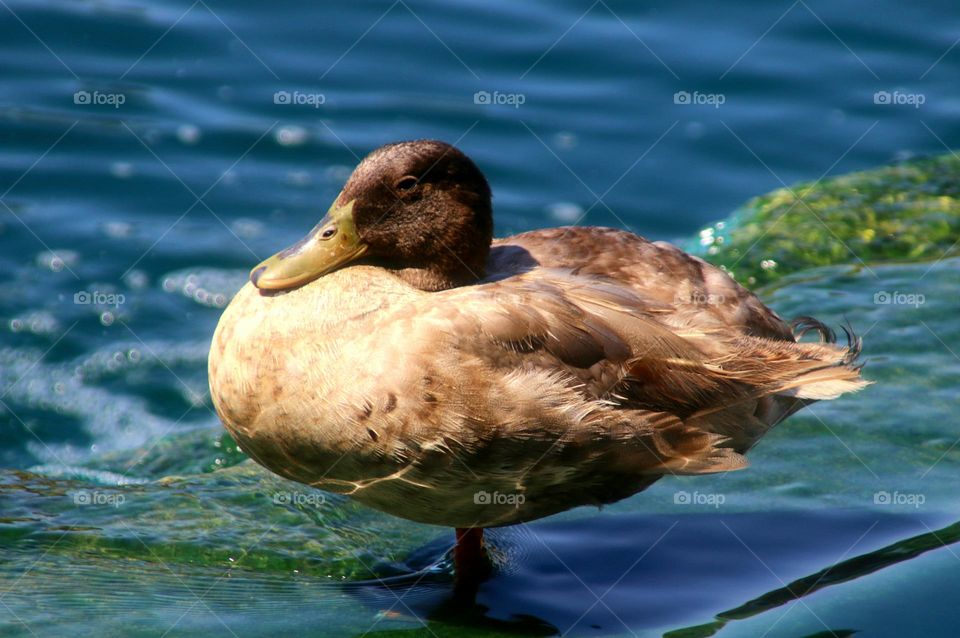 Duck Standing on One Leg