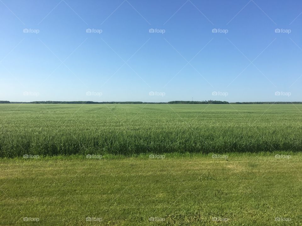 Wheat field