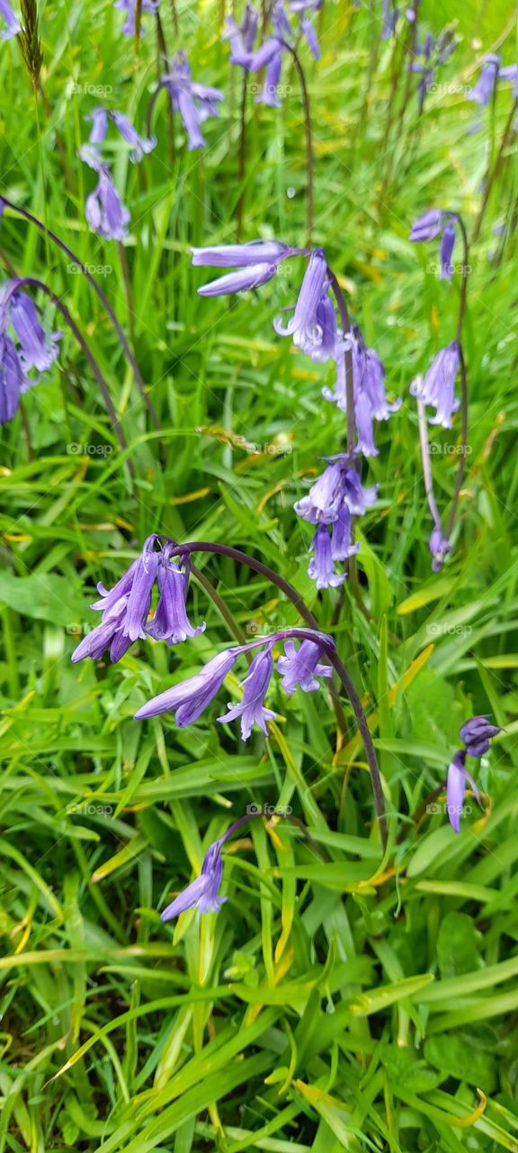 Bluebells growing wild on an old ringfort or rath in northern ireland in Spring