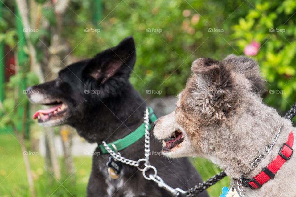 Happy waiting dogs 