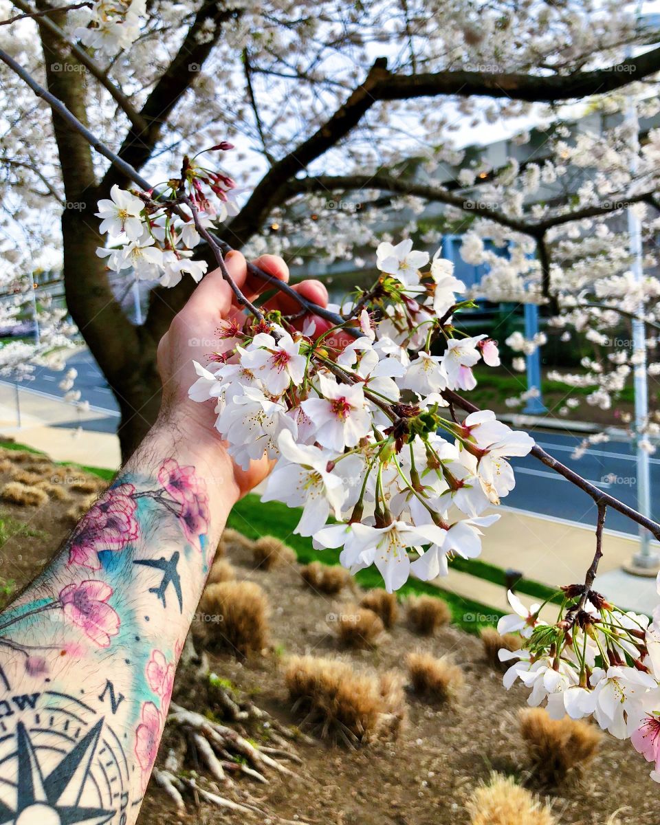 Cherry blossoms in full Washington DC bloom 