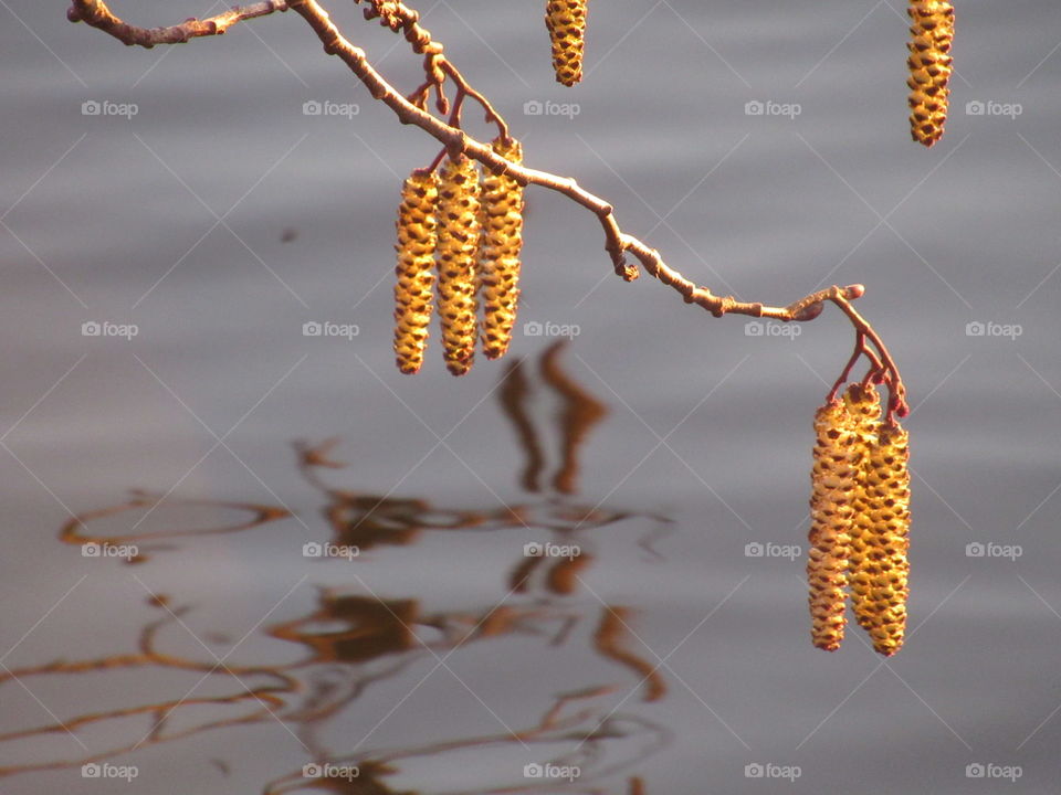 flowering alder tree, alder earrings
