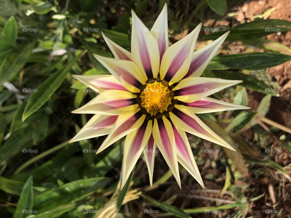 Morocco flower 