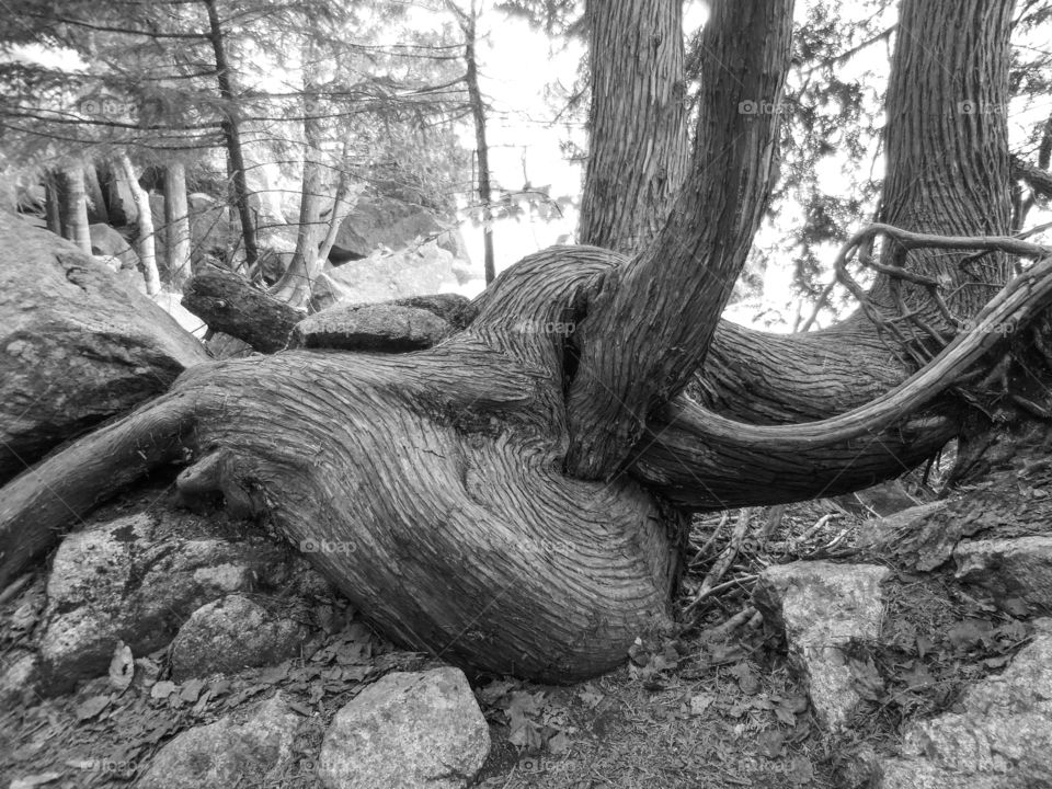 cedar wrapped, b/w