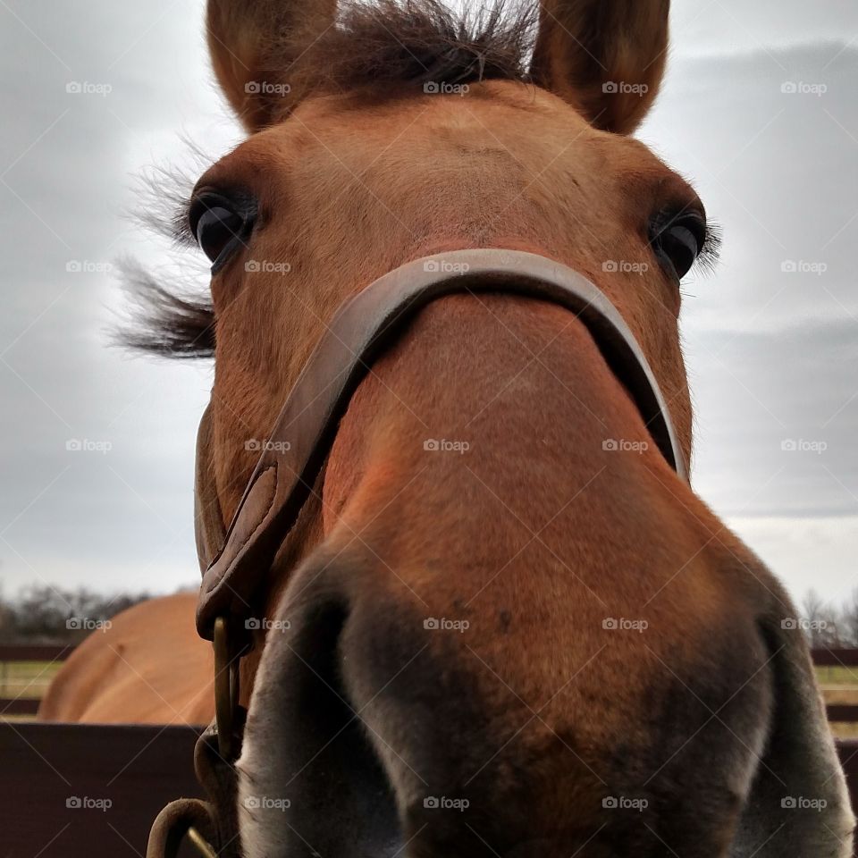 horse selfie
