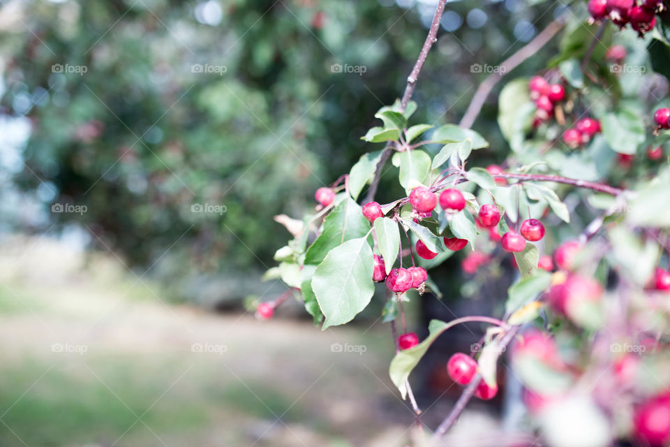 berries