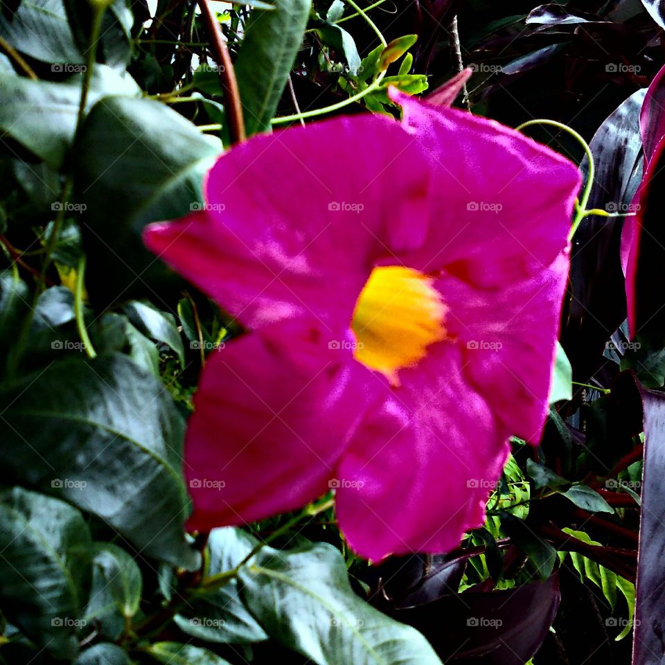Pink And Yellow Flower In The Morning