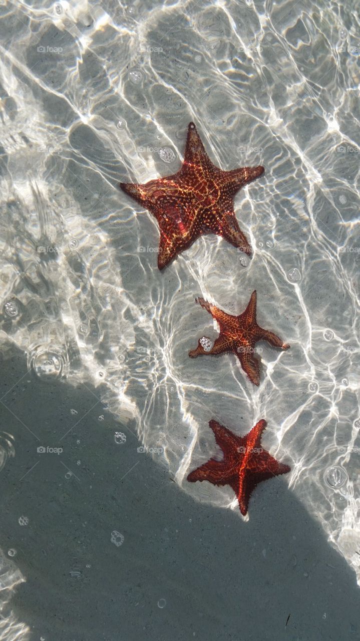triple starfish