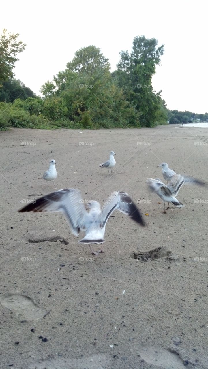 Feeding Time. Just before sunset to try to get a picture of interest I feed some very hungry seagulls at the beach.