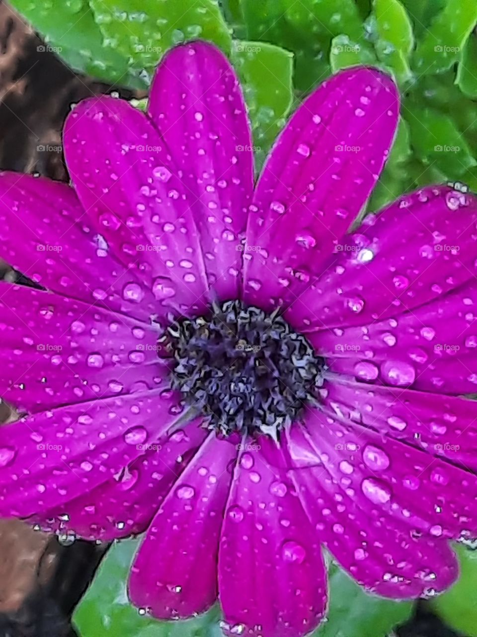 close-up of a purple flower of osteospermun with raindrops