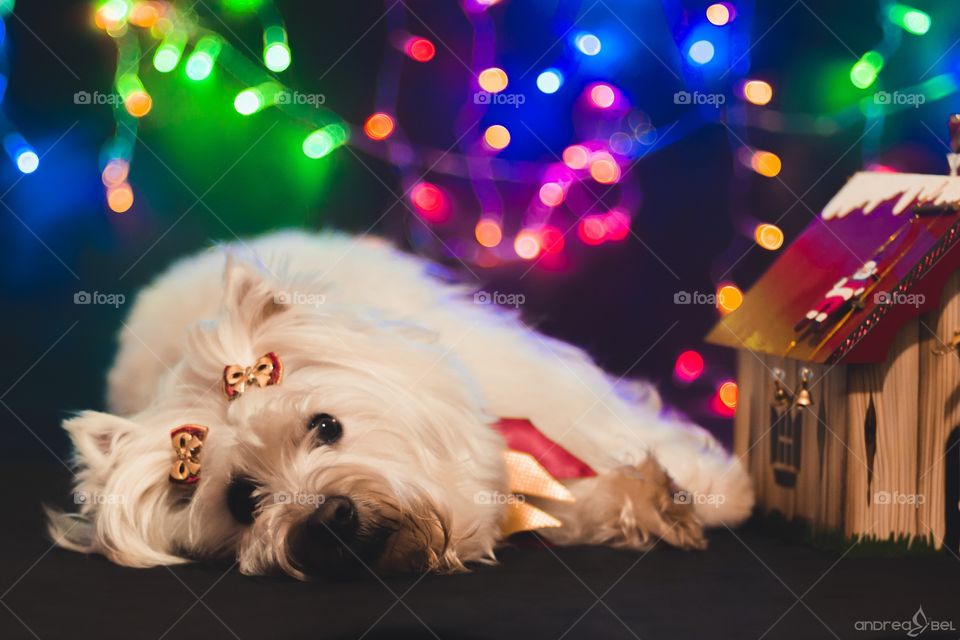 Lilica in Christmas - my west terrier