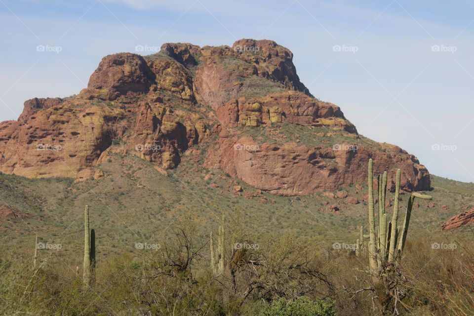 Saguaro Cactus Around Red Mountain