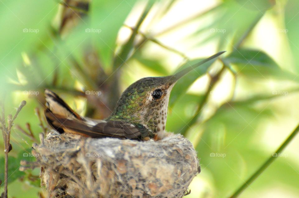 Nesting hummingbird