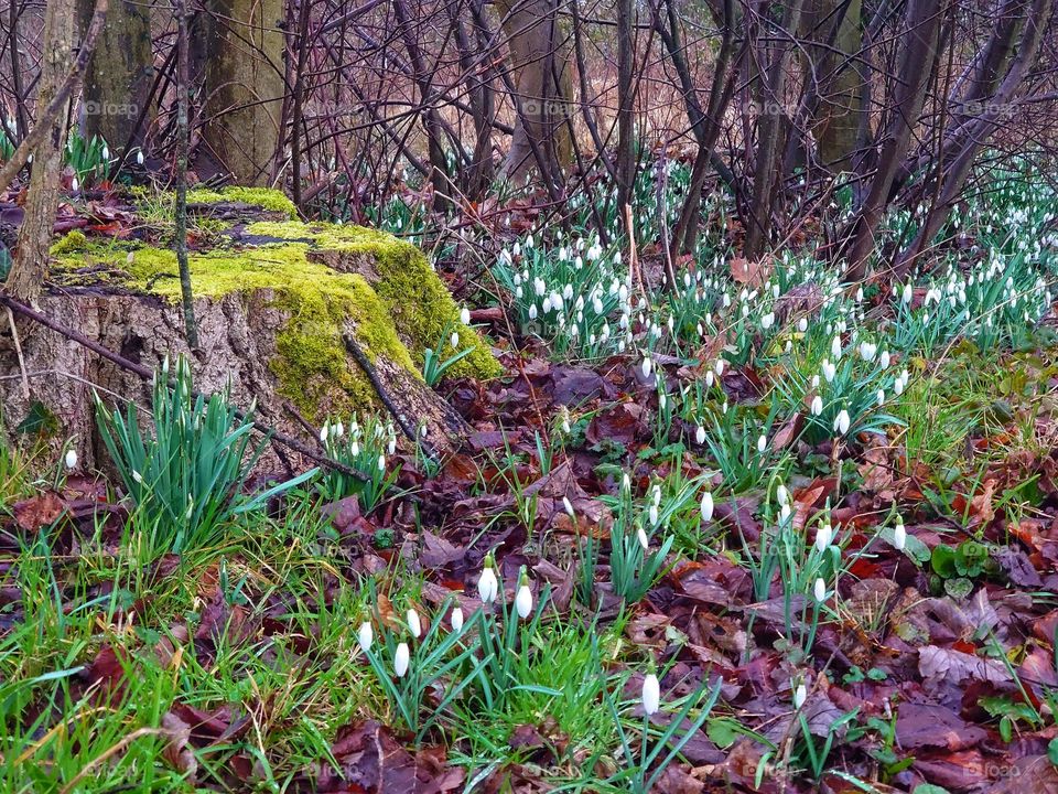 Spring in the forrest