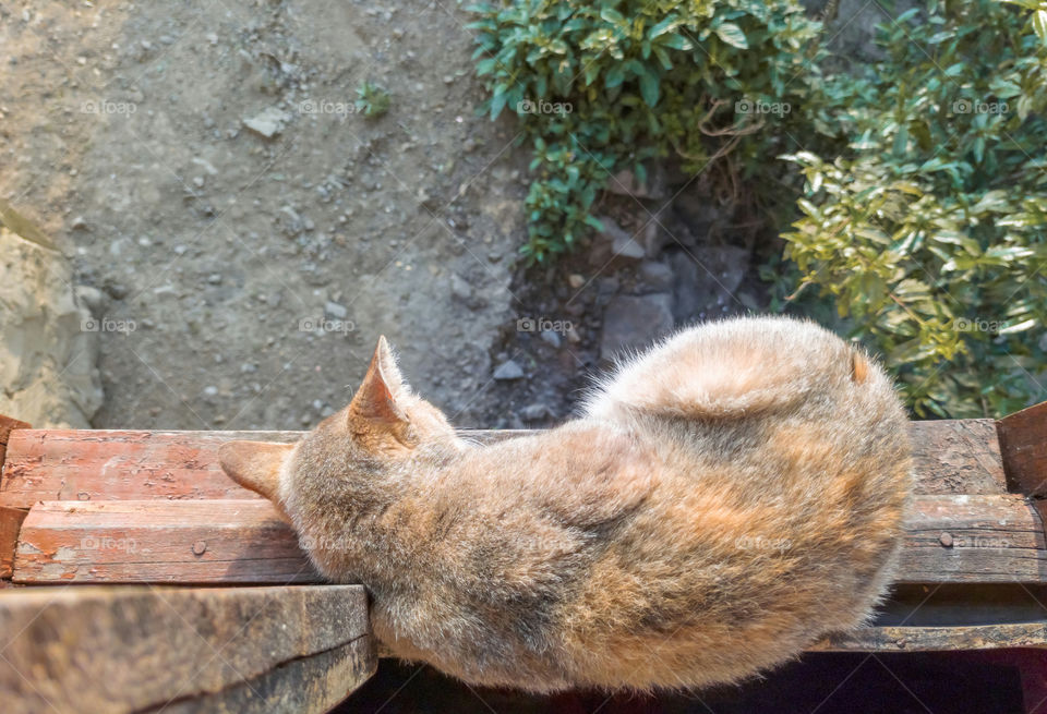 A cat taking a nap on a high window pane without any care of falling down, strange and funny.