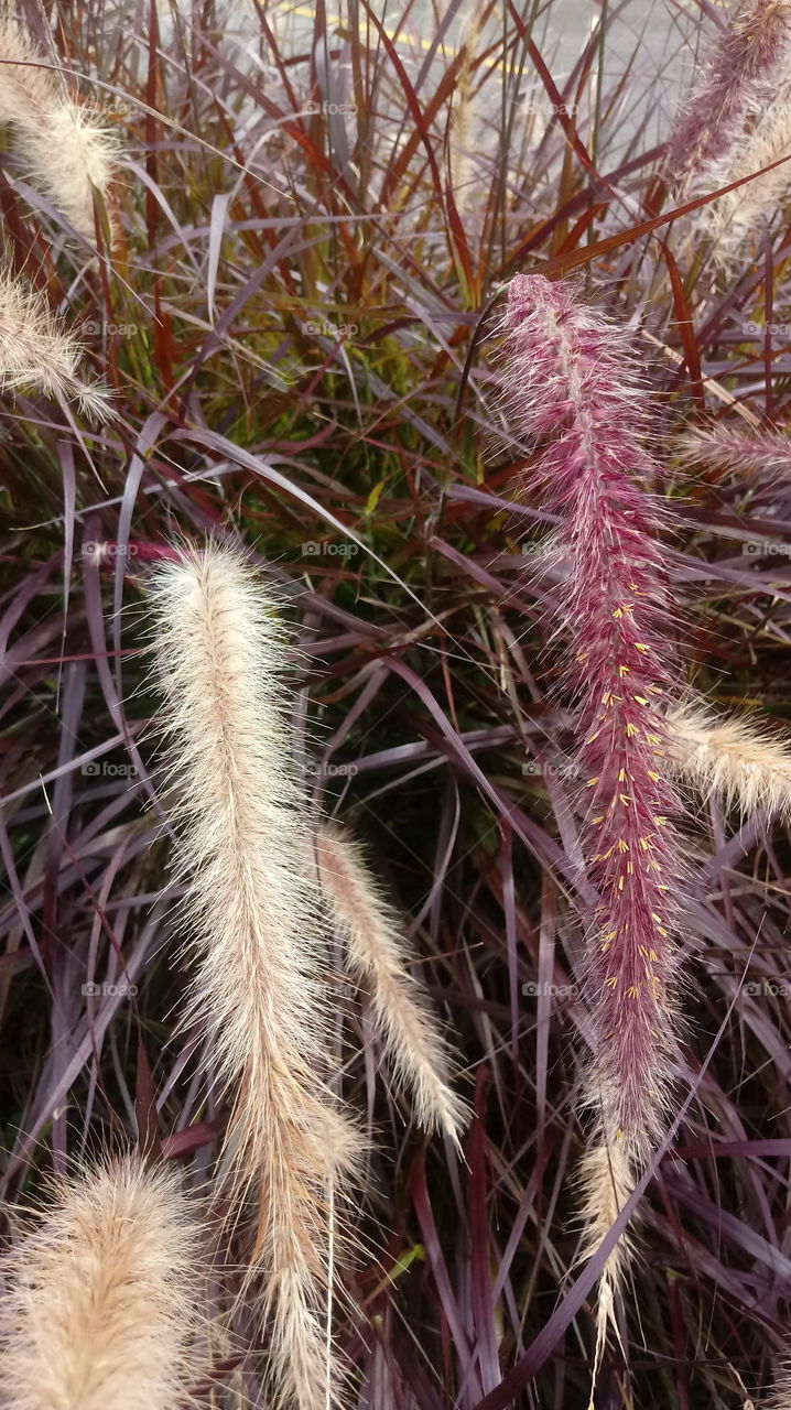 PLANT, GARDEN, LEAVES, FLOWERS, ENVIRONMENT.