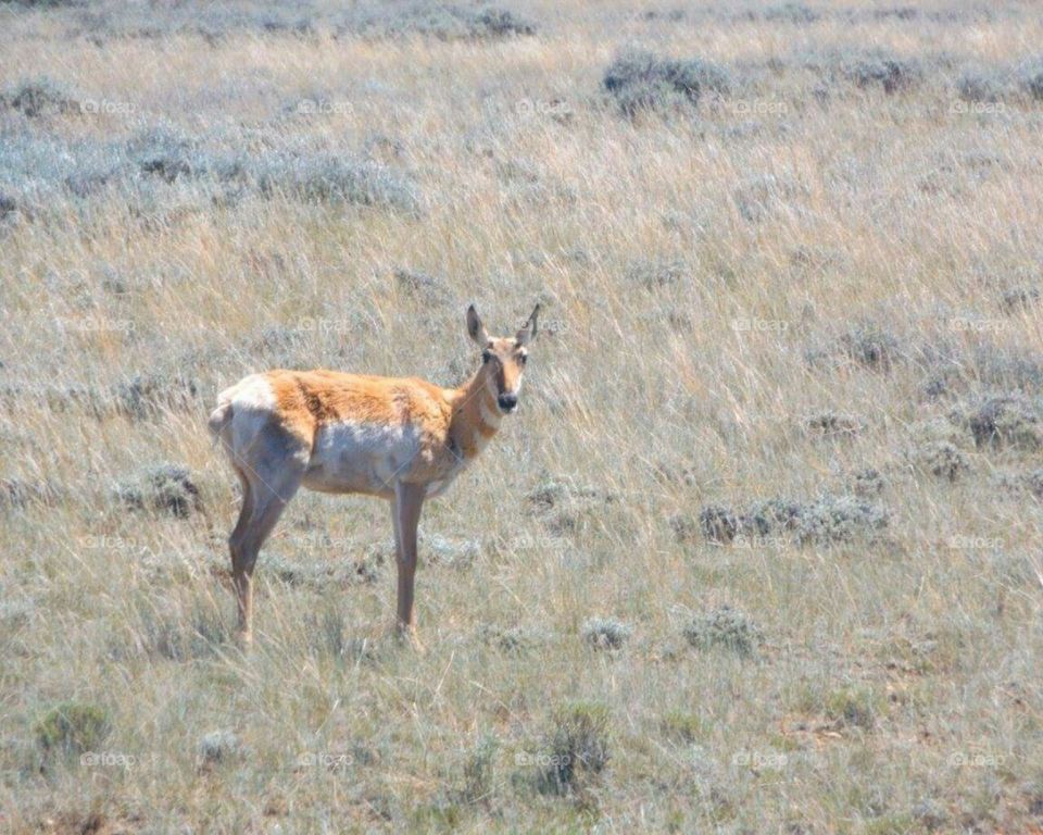 Antelope on the plains