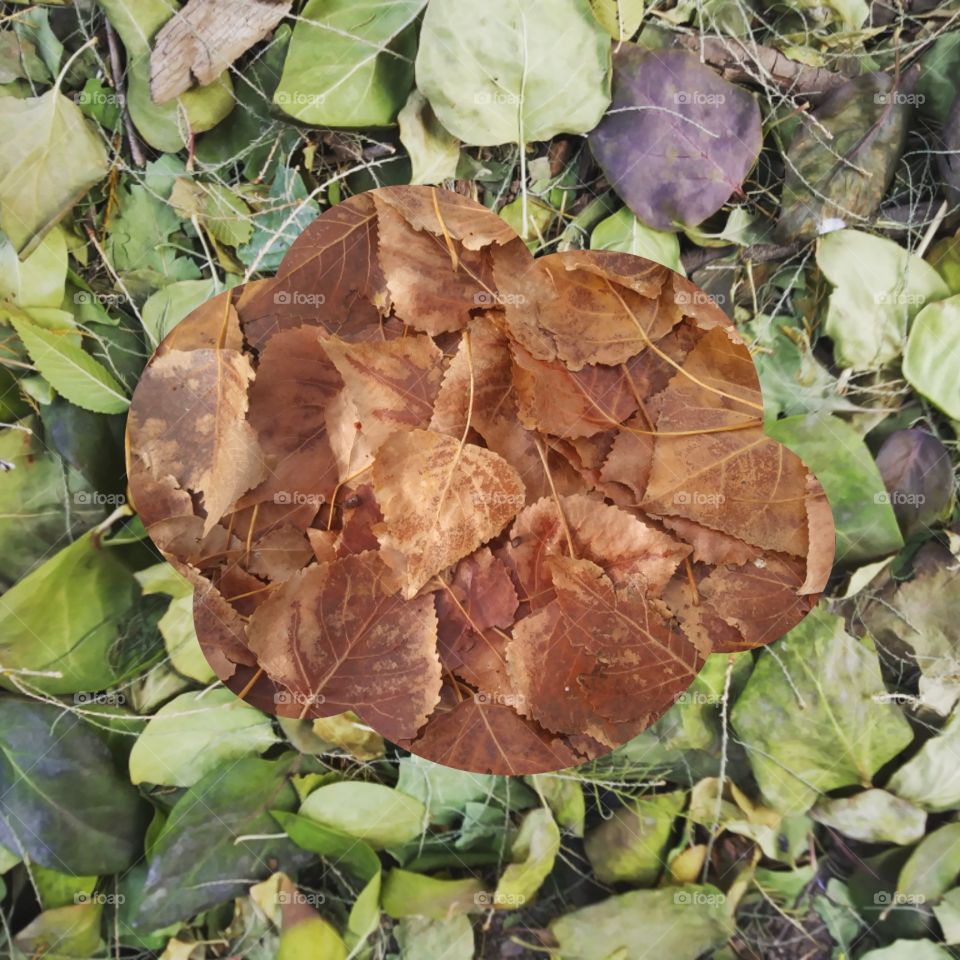 A beautiful collage of leaves without a border 🍂