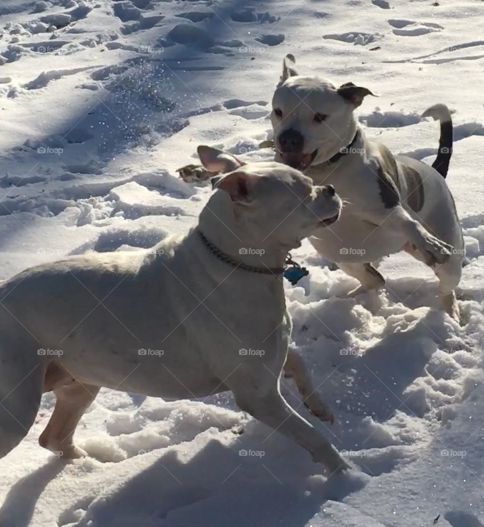 Snowy days are made for outdoor play! Pearlie and Jade Dragon playing snow tag with great enthusiasm- lol! 