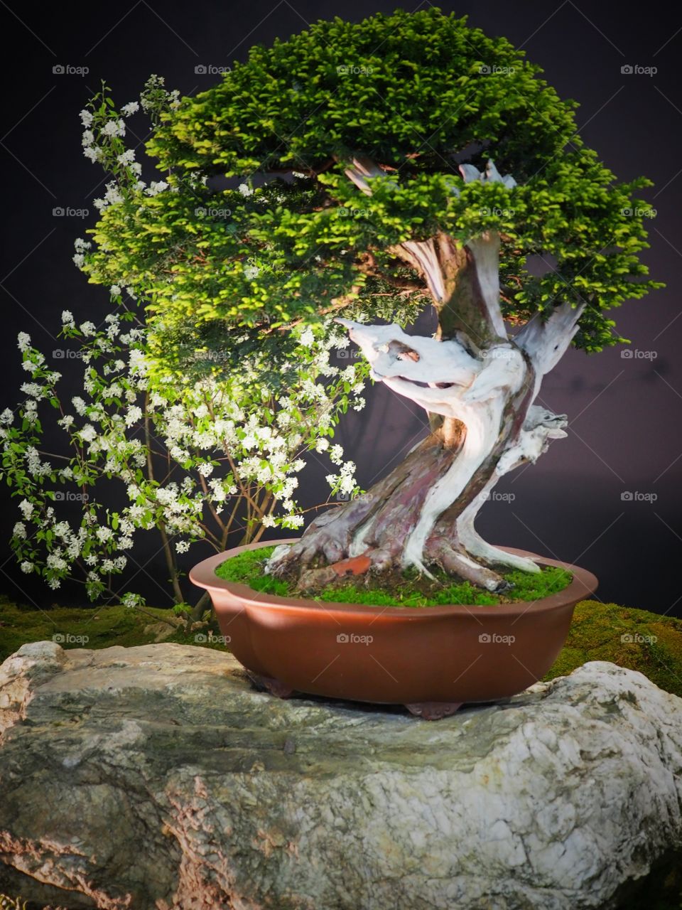 bonsai