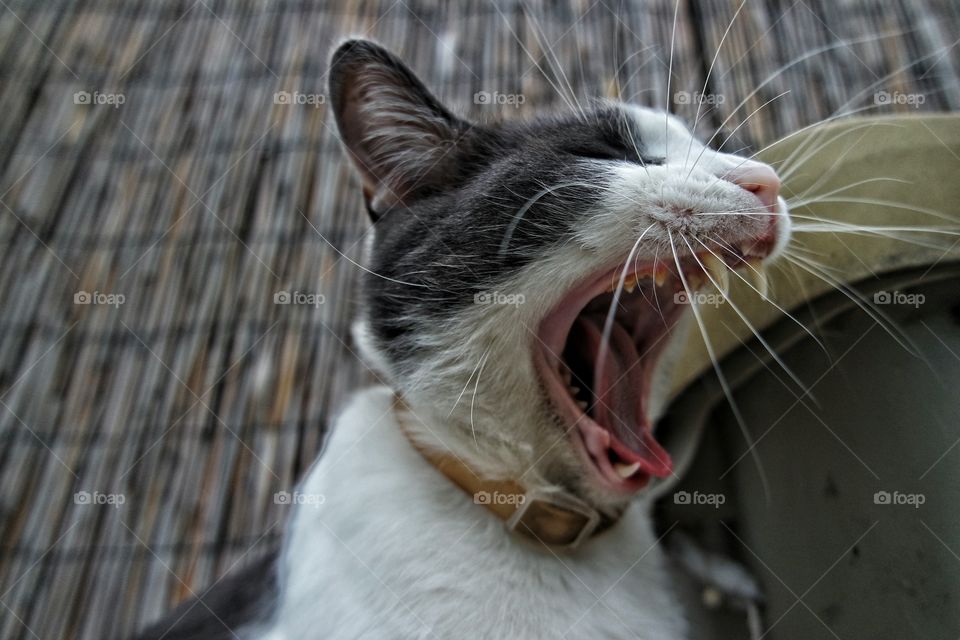 Side view of a cat meowing