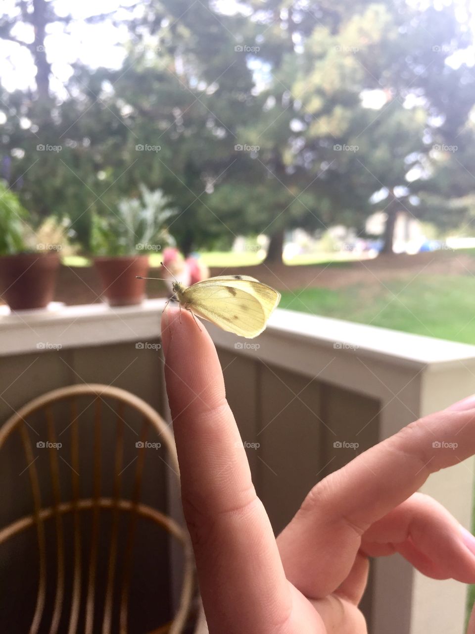 Butterfly on finger