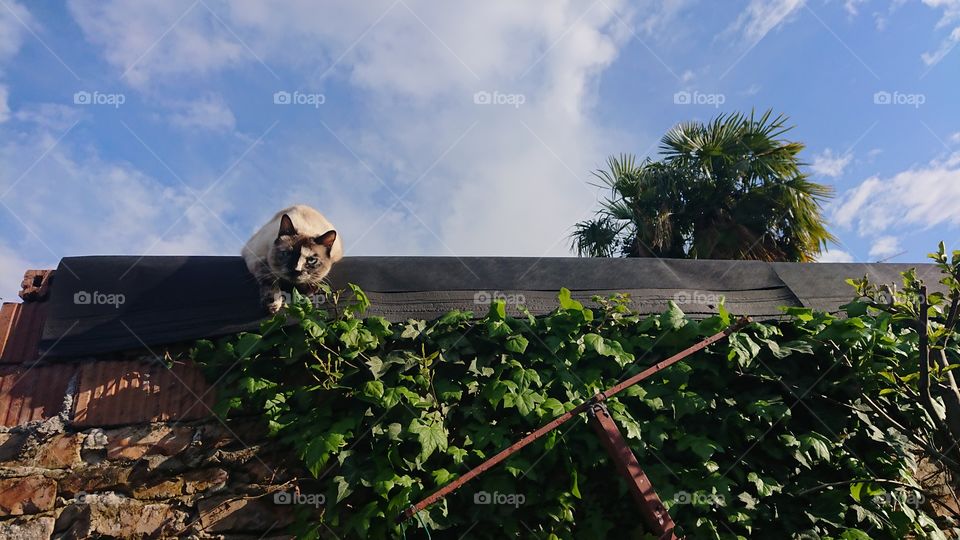 panorama with cat, fascinating gaze, animal seriousness, sky and palm trees, breathtaking panorama 3