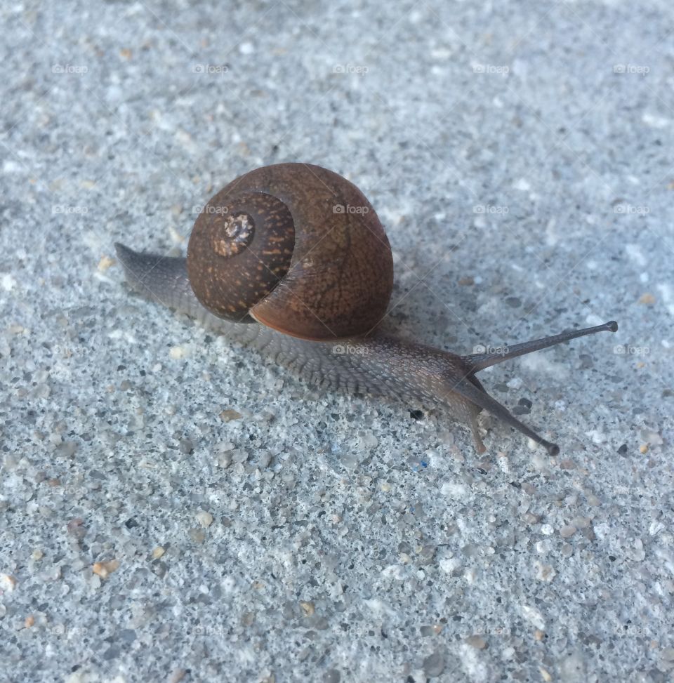 Grey Globose Button Snail on Grey Pavement
