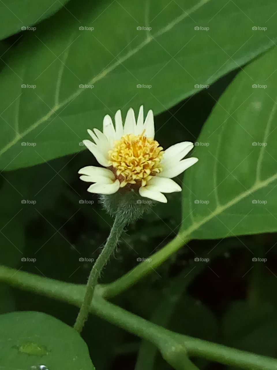 neutral flower