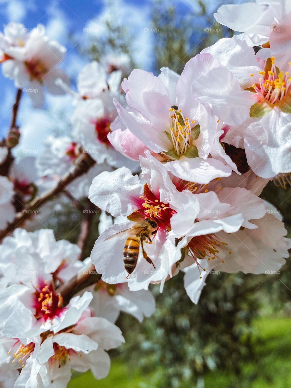 bee sit on the flower 