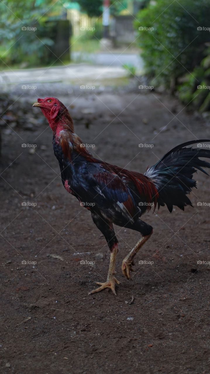 A black rooster is standing on the ground