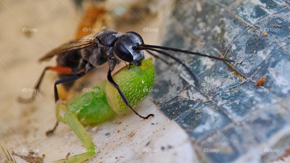 red-legged spider wasp, spider hunter, spider-hunting wasp, insects caught a prey