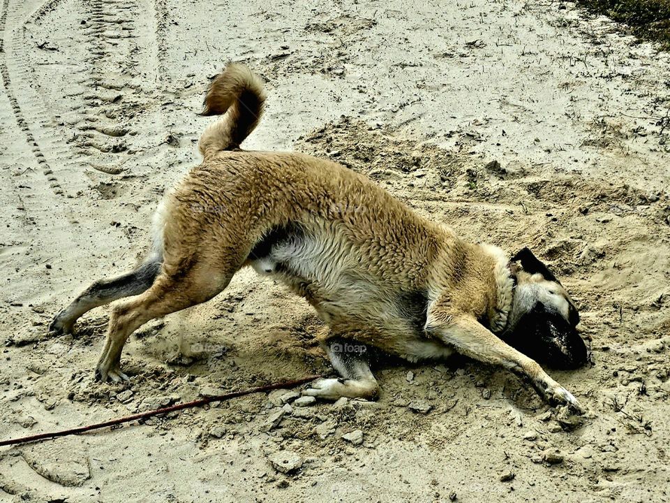 Dirty Dog Dive Bombing the Beach