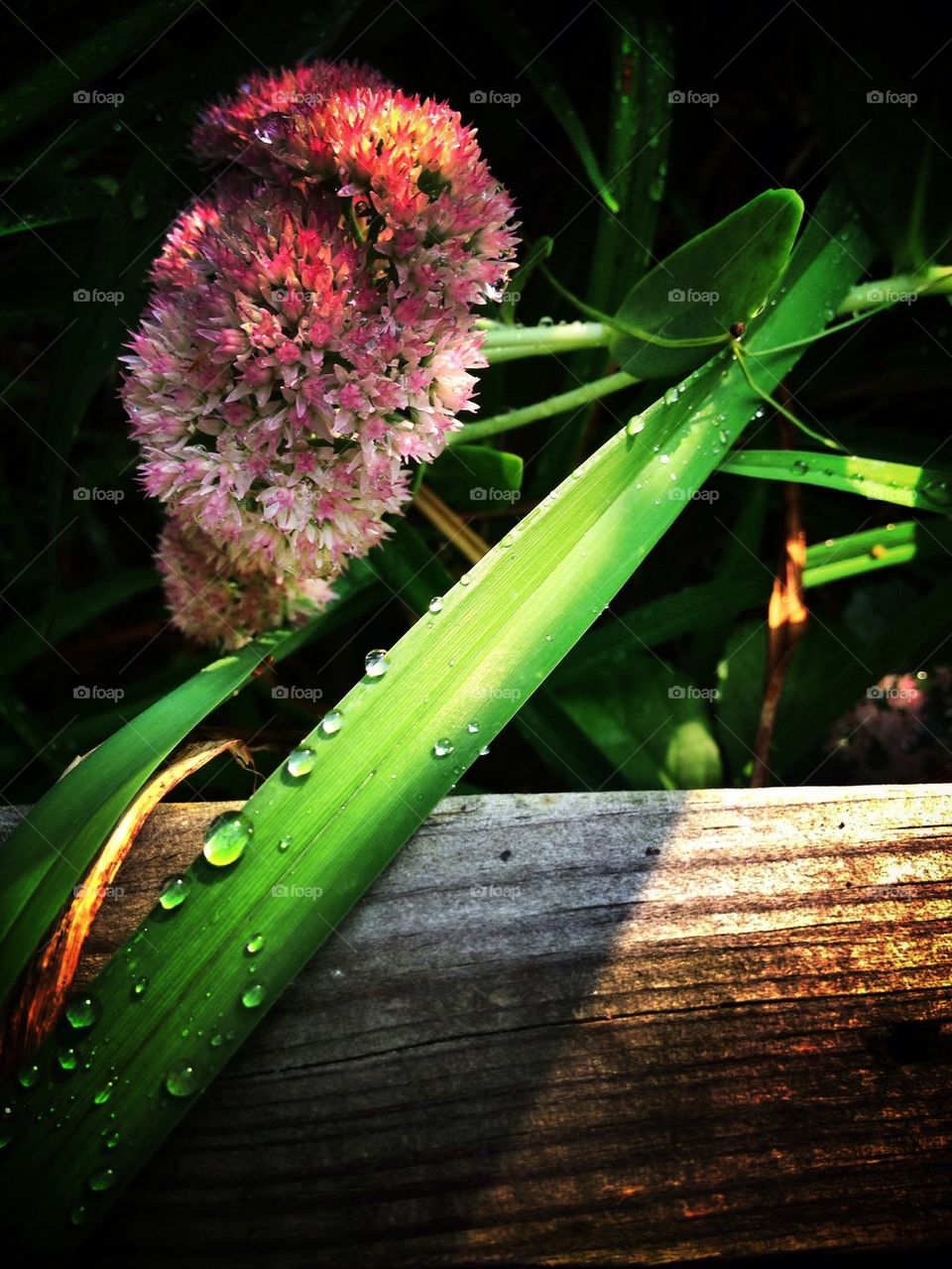 Water Drops