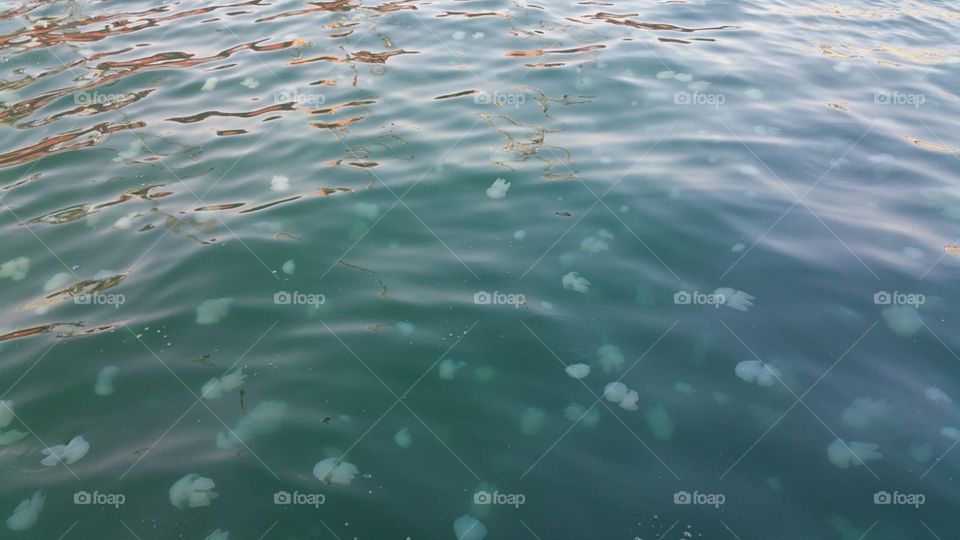jellyfish swarm, Kuwait