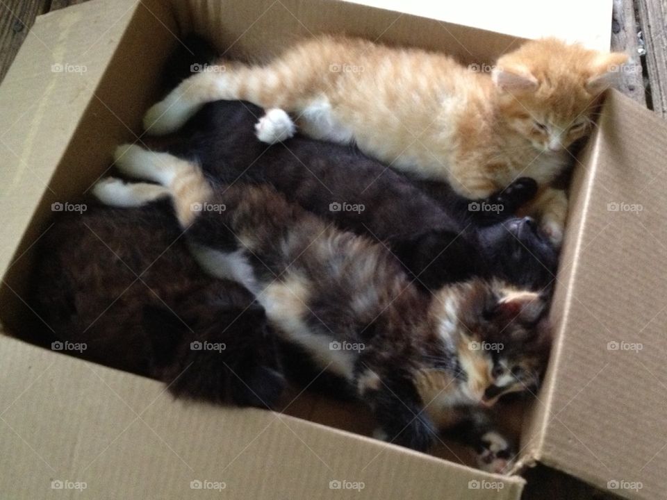 Box o Kitties