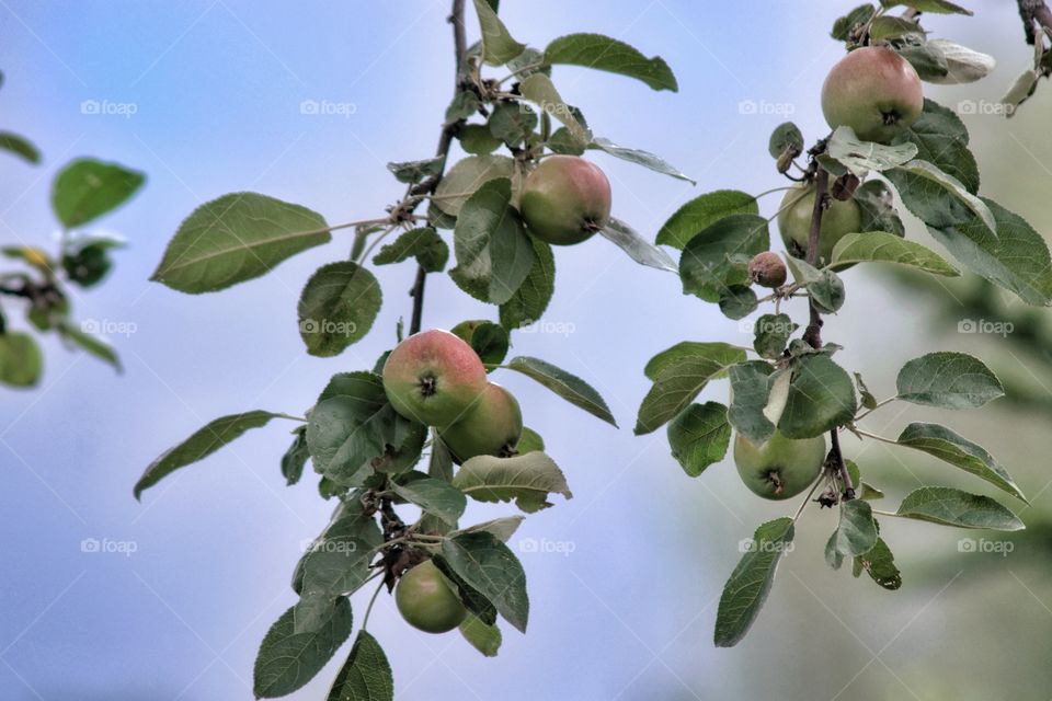Apple tree branches with apples