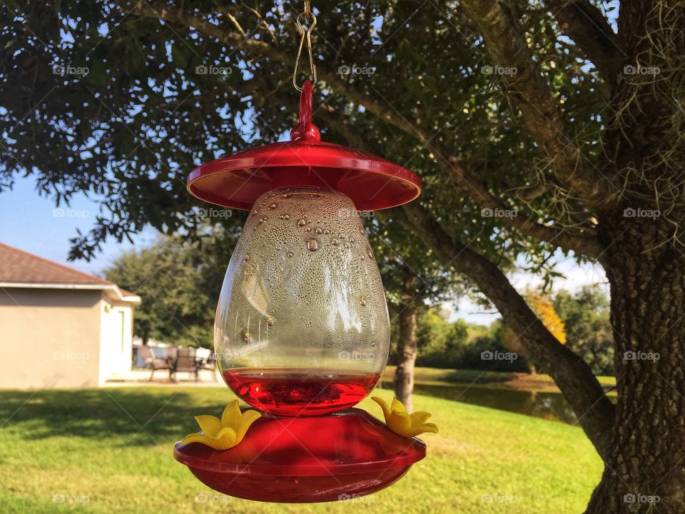 Red Bird feeder for hummingbird 