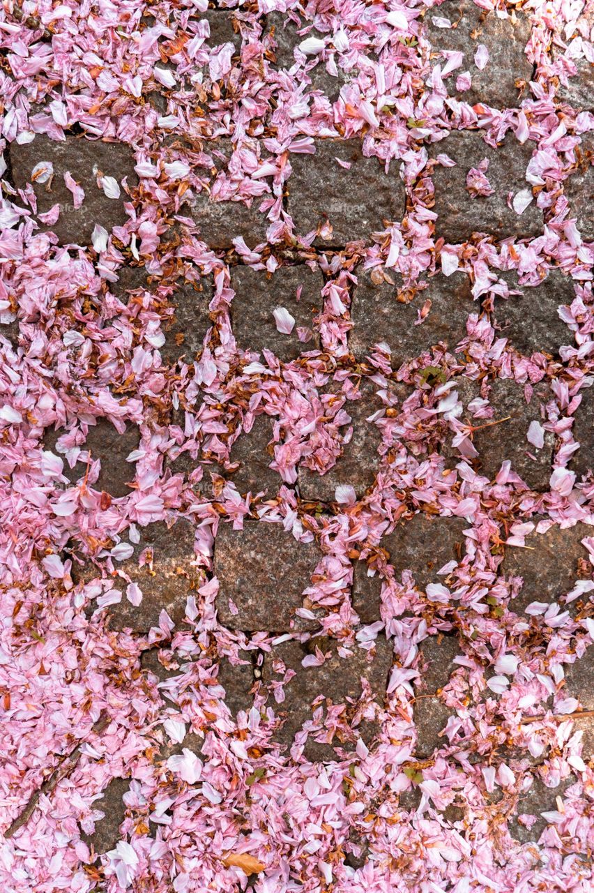 End of spring with cherryblossoms