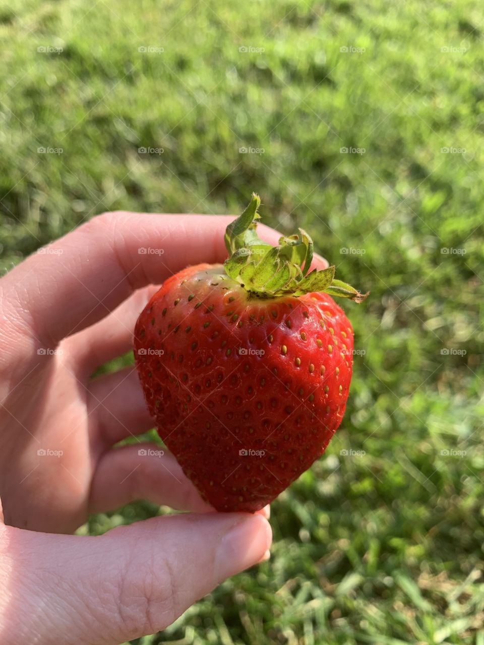 Fresh strawberries 